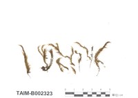 藏品(柔葉白錦苔)的圖片